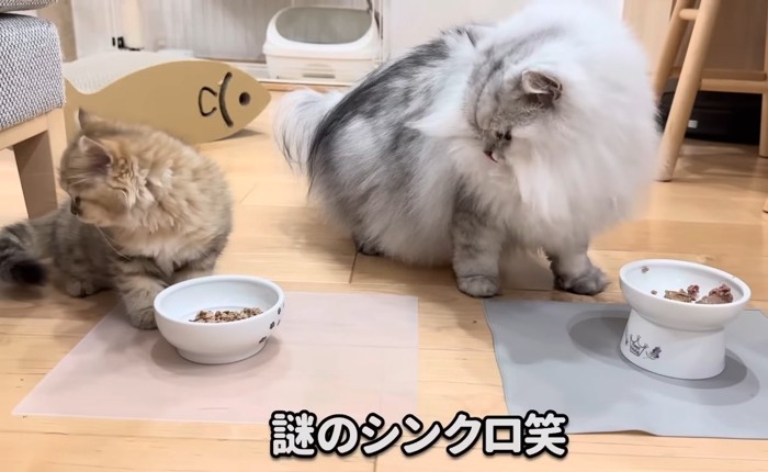 謎のシンクロの文字と兄妹猫