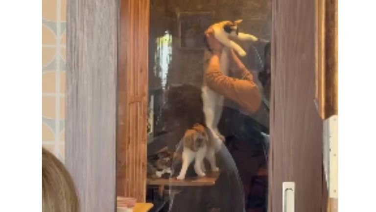 女性と猫