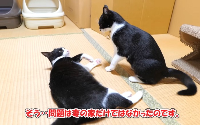 遊ぶ猫