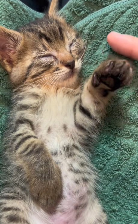 へそ天で手を上げて眠るキジトラ子猫