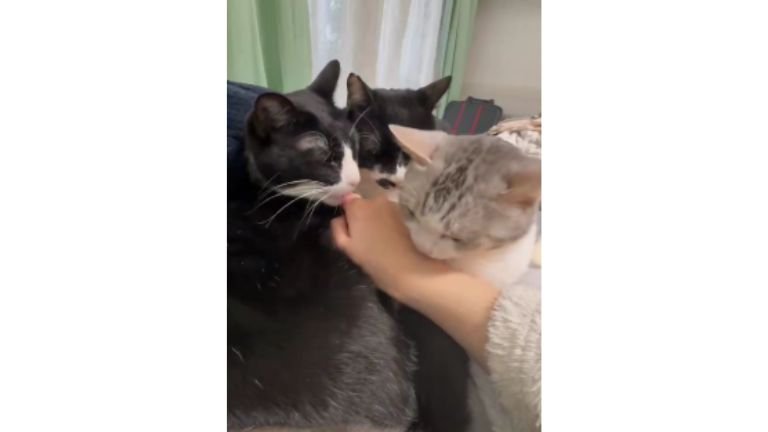 集まっている猫