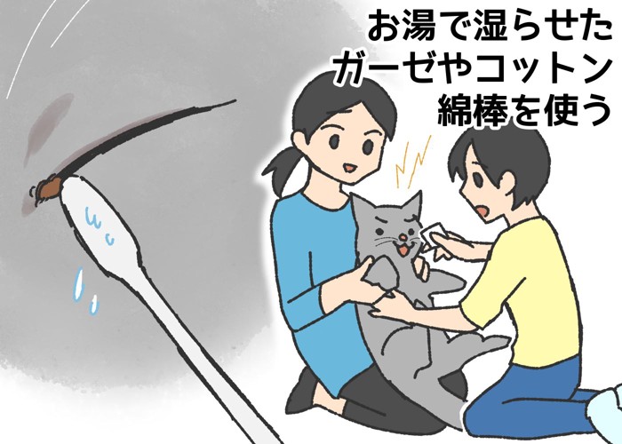 猫の目やにの取り方