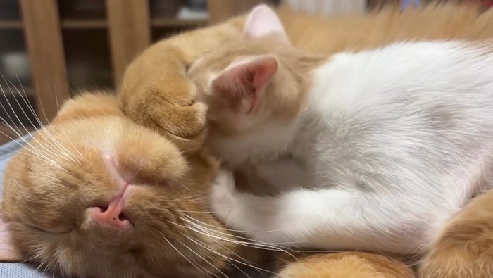茶トラ猫に顔を埋める猫