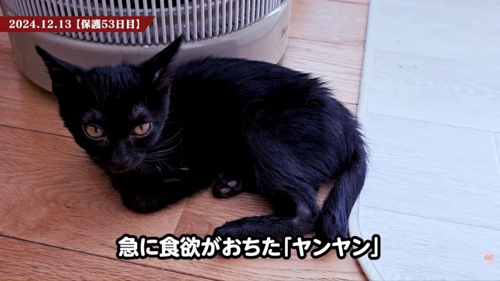テロップ「お薬で～」