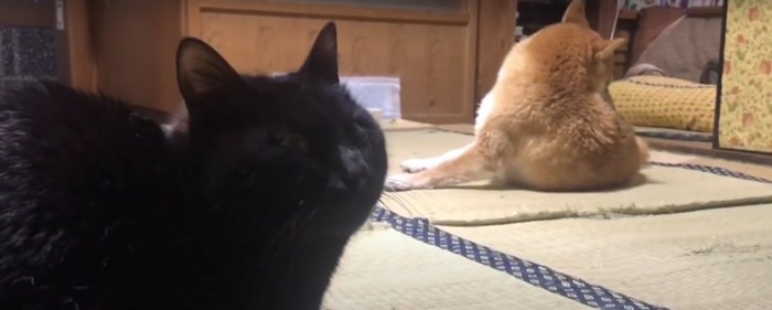 黒猫と柴犬