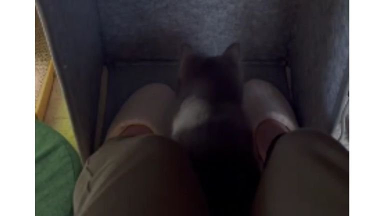 パネルヒーターにいる猫