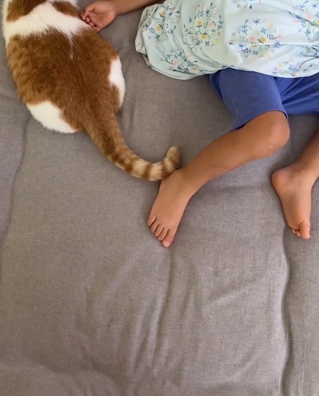 眠っている男の子の足にしっぽをくっつける猫