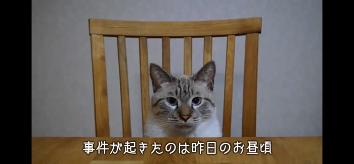 椅子に座る猫