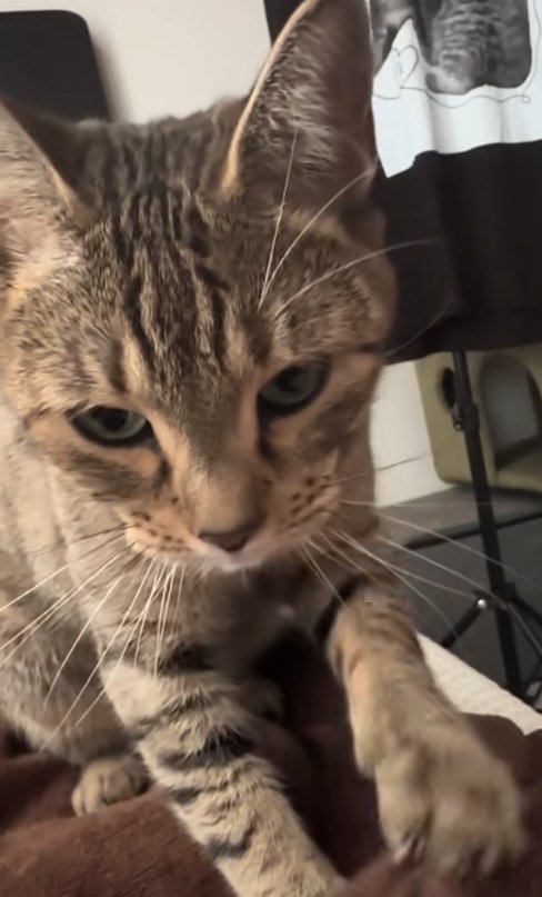 茶色い毛布をふみふみしている猫