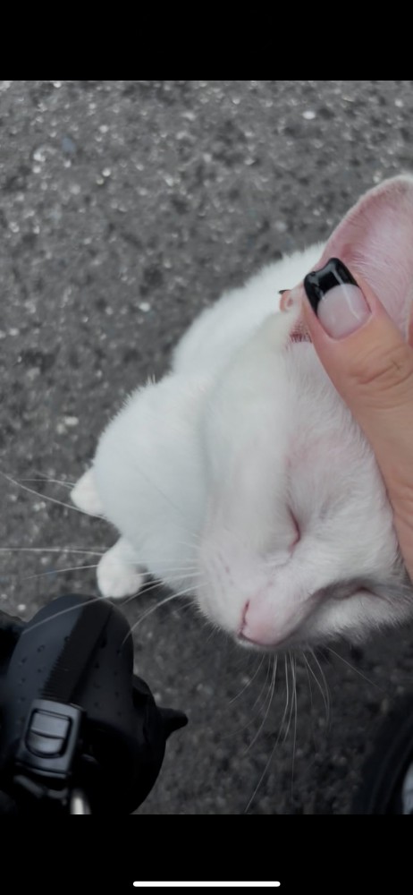 耳を触られる白猫
