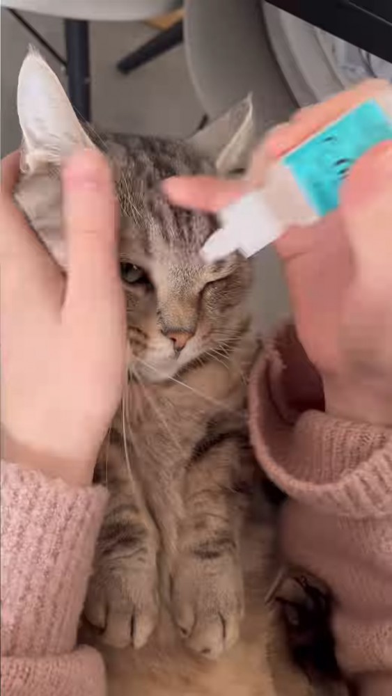 片方の目を開けている猫