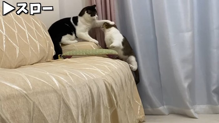 ジャンプする猫と頭を押さえる猫