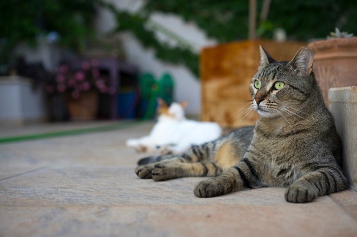 野良猫