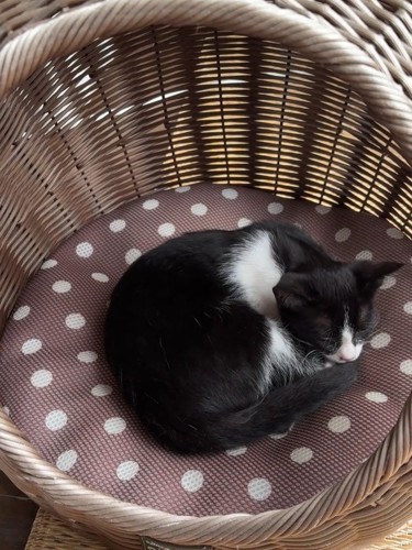 猫ベッドで寝る子猫