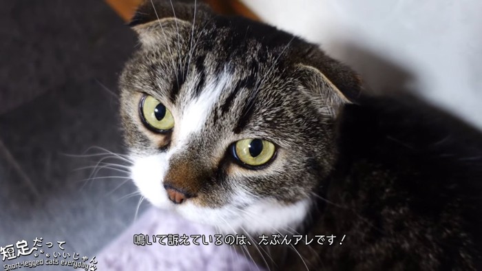 見上げる猫