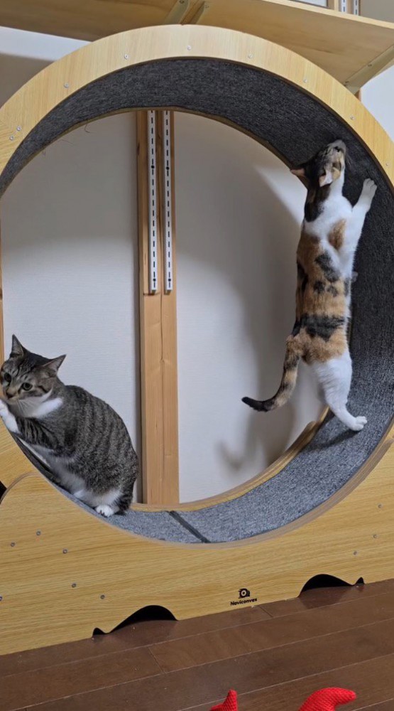 キャットホイールに乗る2匹の猫