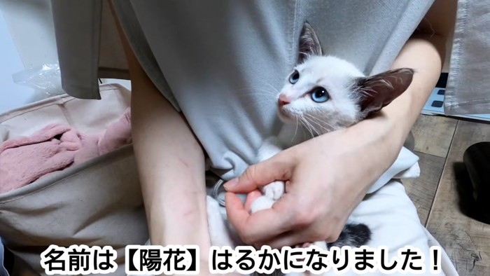 抱っこされる子猫