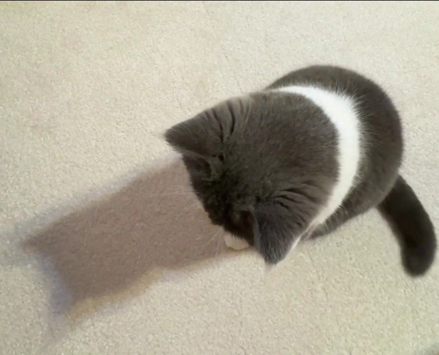 座って床を見ている猫