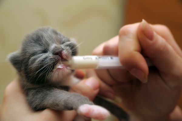 シリンジでミルクを飲む子猫