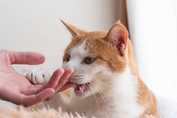 甘噛みする猫