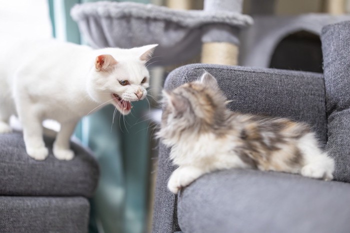 先住猫に威嚇される子猫