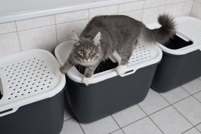 猫が乗る同じトイレの列