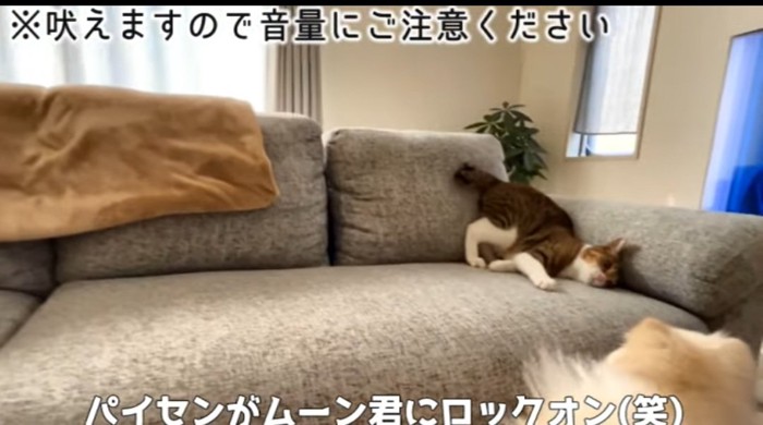 ソファの上の猫