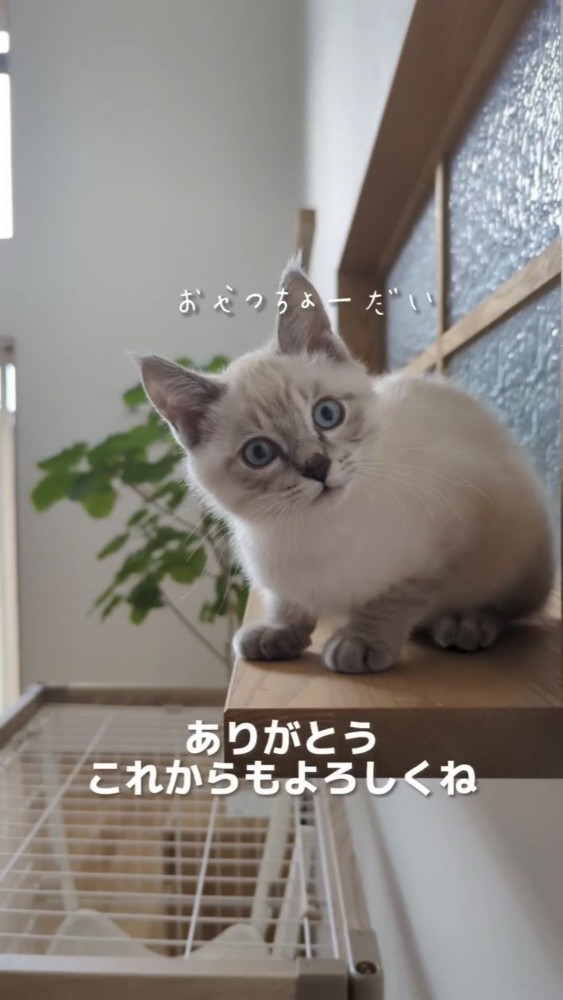 カメラ目線の猫