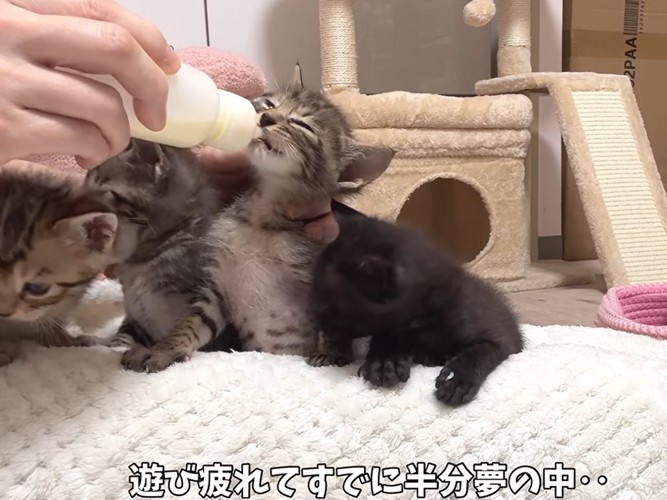 ミルクを飲む子猫(遊び疲れてすでに半分夢の中)