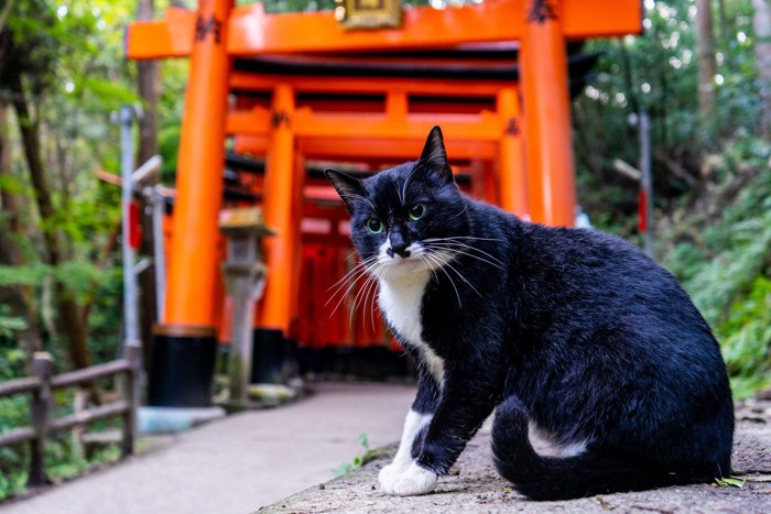 神社の鳥居と