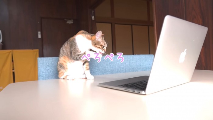 毛づくろいする猫