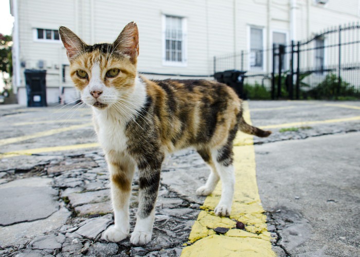 野良猫