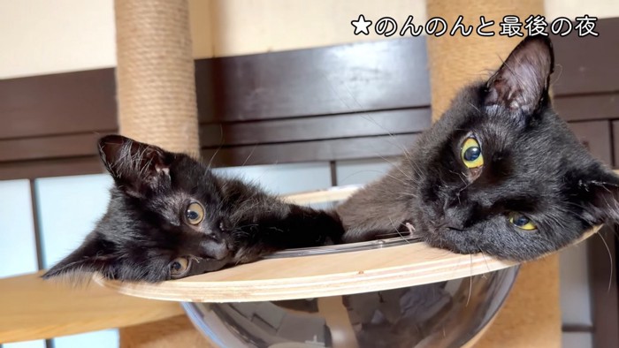 キャットタワーにいる2匹の猫
