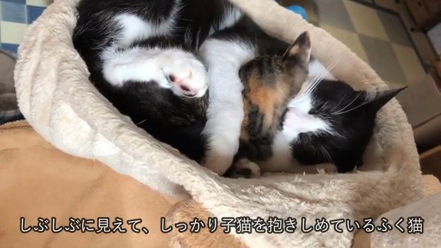 子猫を毛づくろいする猫