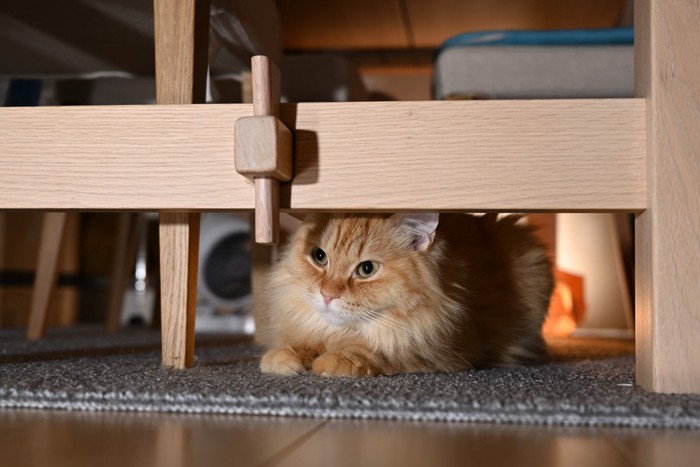 テーブルの下に隠れる猫
