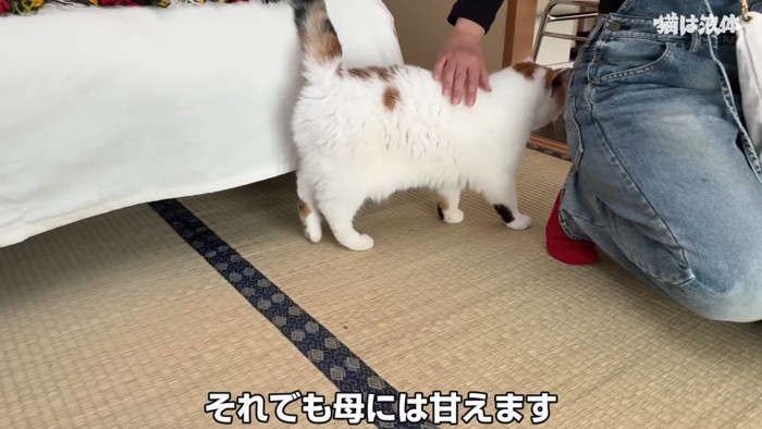 背中をなでられる猫