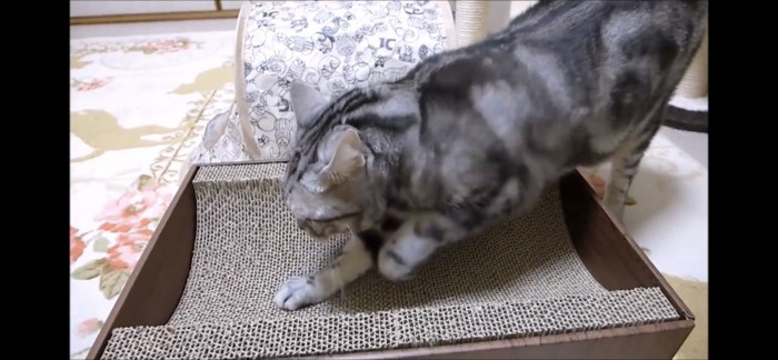 爪とぎする猫