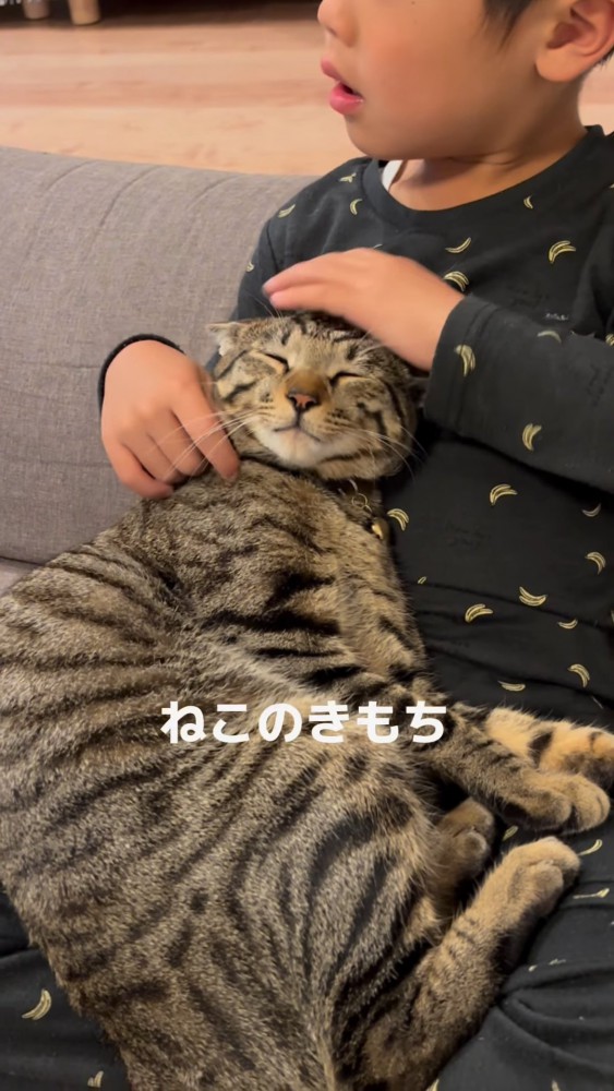 子供の膝の上に乗る猫