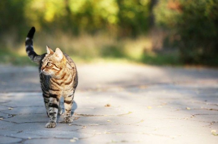 一人で歩く猫