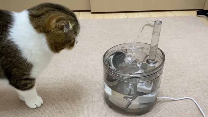 給水器を見る猫