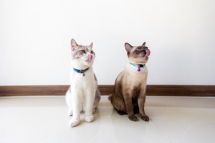 ご飯を待つ2匹の猫