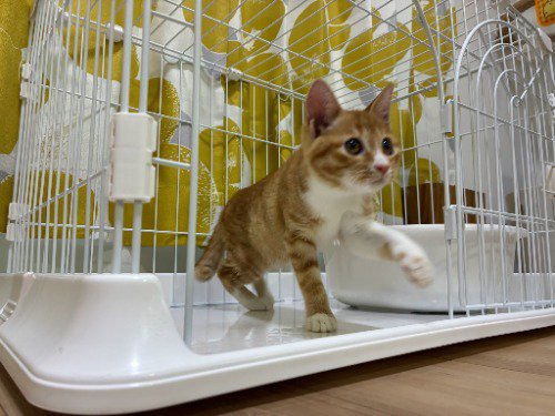 ケージの中から外に出ようとする子猫