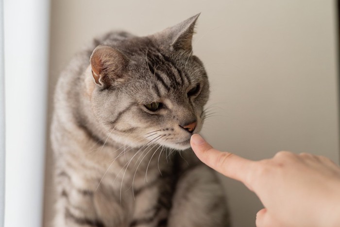 指の匂いを嗅ぐ猫