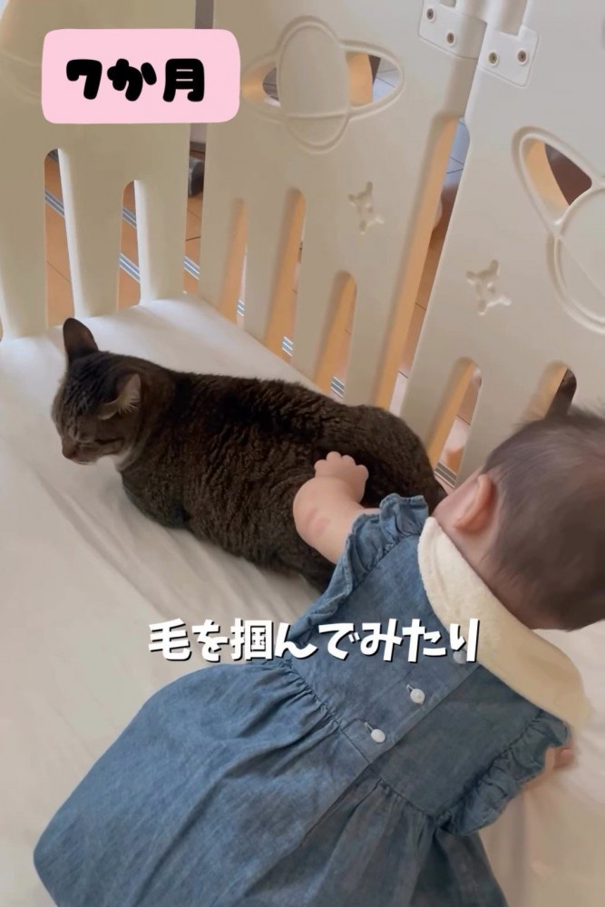 猫の毛をつかむ赤ちゃん