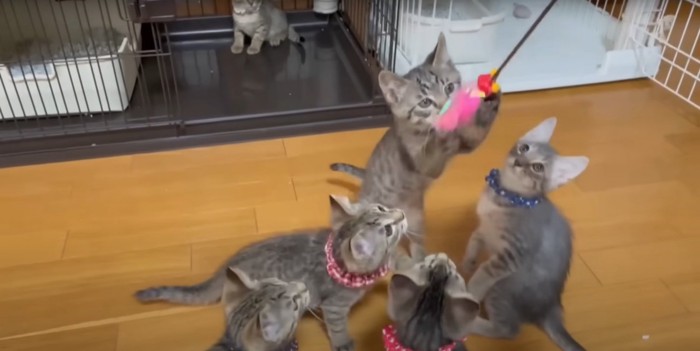 遊ぶ猫たち