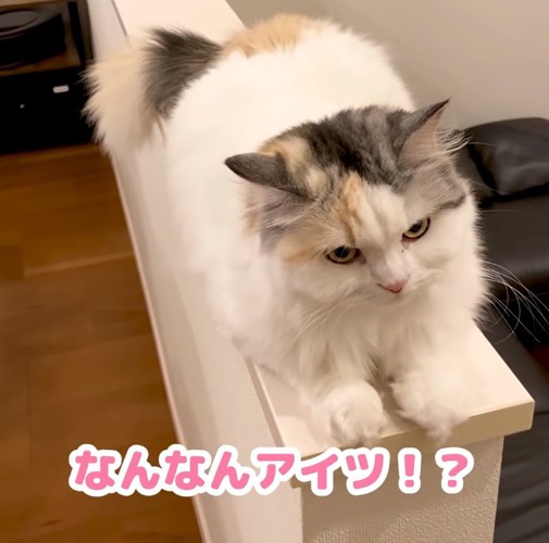 不満げな猫