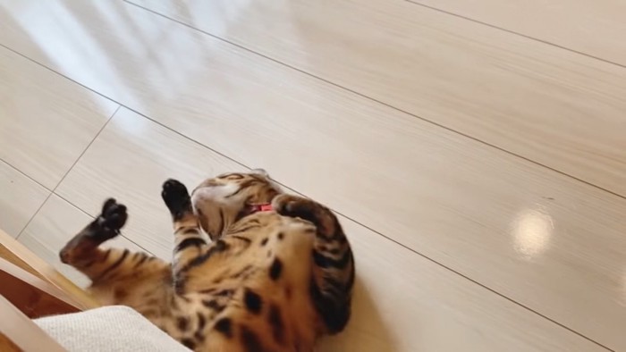 体をクネクネさせる猫