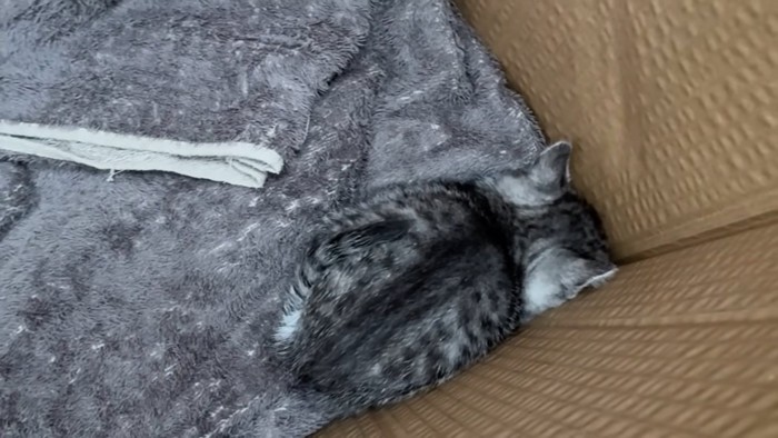 小さくなって顔を隠す子猫