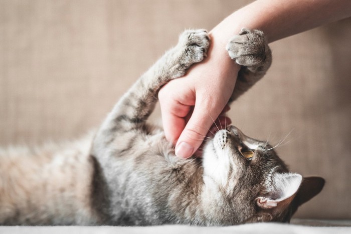 飼い主さんの手にじゃれる猫