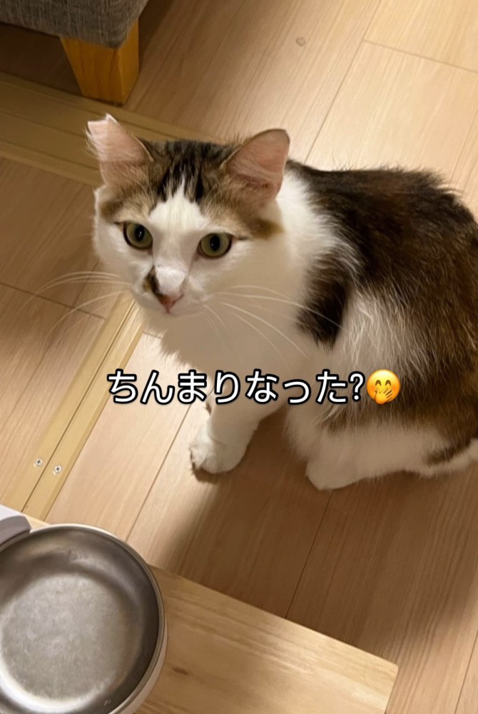 食器の前で見上げる猫